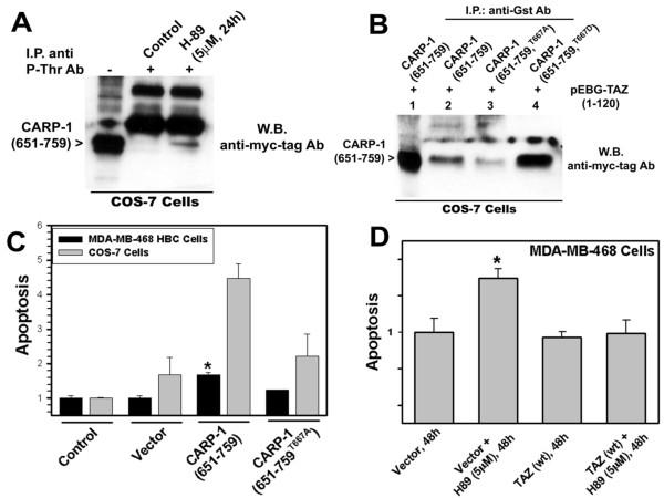 https://cdn.ncbi.nlm.nih.gov/pmc/blobs/c20b/2904743/e59eec3cde57/1750-2187-5-7-5.jpg