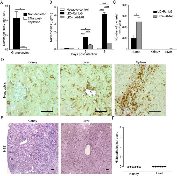 https://cdn.ncbi.nlm.nih.gov/pmc/blobs/c20b/4498591/055434d61093/pntd.0003927.g006.jpg