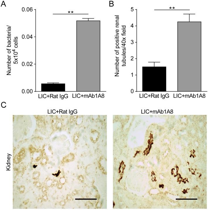 https://cdn.ncbi.nlm.nih.gov/pmc/blobs/c20b/4498591/79971a986511/pntd.0003927.g007.jpg