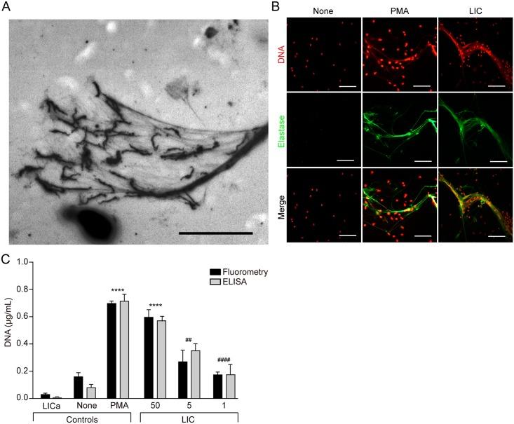 https://cdn.ncbi.nlm.nih.gov/pmc/blobs/c20b/4498591/d7502b208540/pntd.0003927.g001.jpg