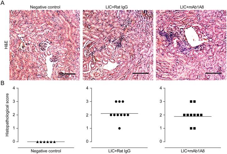 https://cdn.ncbi.nlm.nih.gov/pmc/blobs/c20b/4498591/ea29058b2b9a/pntd.0003927.g008.jpg