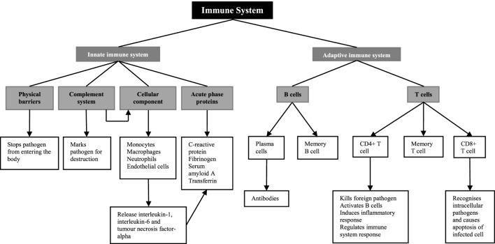 https://cdn.ncbi.nlm.nih.gov/pmc/blobs/c20b/5992400/2f715ed7fd66/fendo-09-00225-g001.jpg