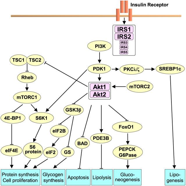 https://cdn.ncbi.nlm.nih.gov/pmc/blobs/c214/11850106/9ff30c11bb37/72_EJ24-0192_1.jpg
