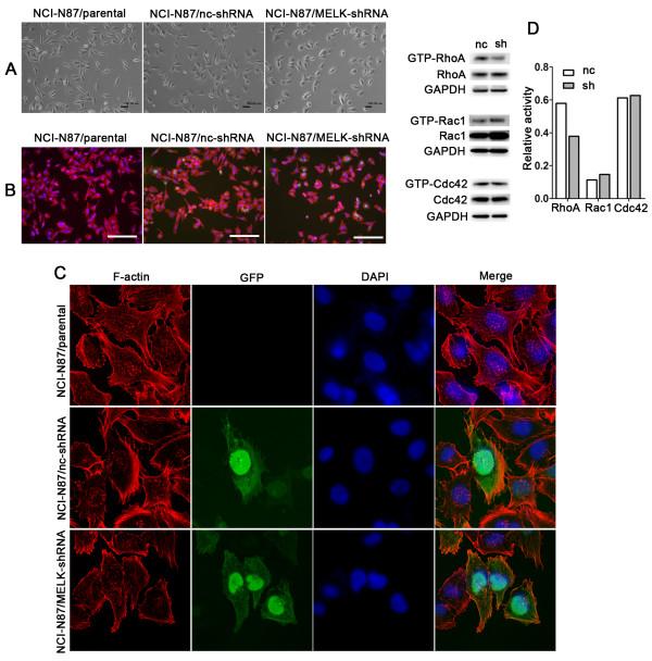 https://cdn.ncbi.nlm.nih.gov/pmc/blobs/c215/4113179/873369a4e9cd/1476-4598-13-100-4.jpg