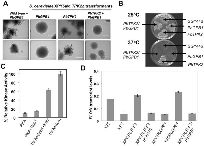 https://cdn.ncbi.nlm.nih.gov/pmc/blobs/c218/4559445/901c72aa6393/pone.0136866.g003.jpg