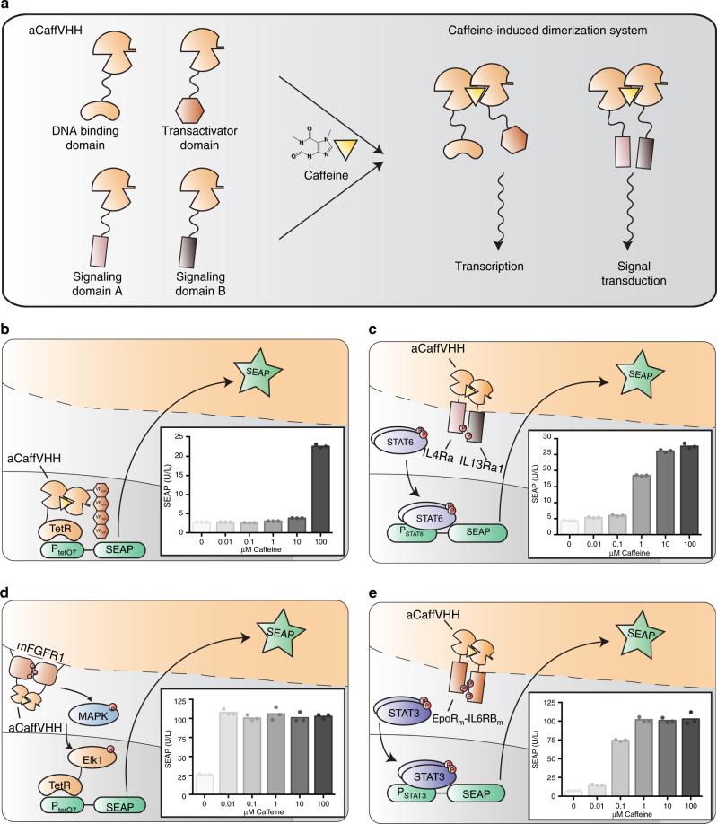 https://cdn.ncbi.nlm.nih.gov/pmc/blobs/c21a/6008335/e13a69390f79/41467_2018_4744_Fig1_HTML.jpg