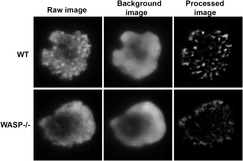 https://cdn.ncbi.nlm.nih.gov/pmc/blobs/c21d/4355629/5e20d1058d40/elife04953fs002.jpg