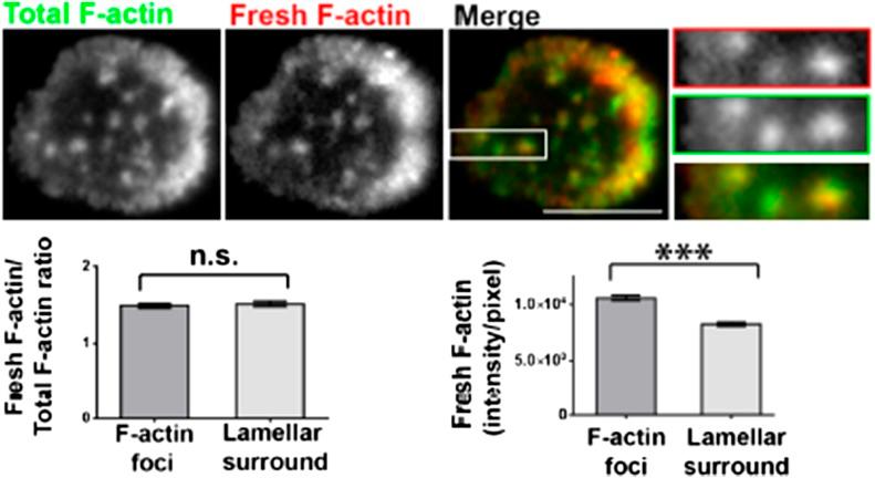 https://cdn.ncbi.nlm.nih.gov/pmc/blobs/c21d/4355629/d8d77f1b621a/elife04953f009.jpg