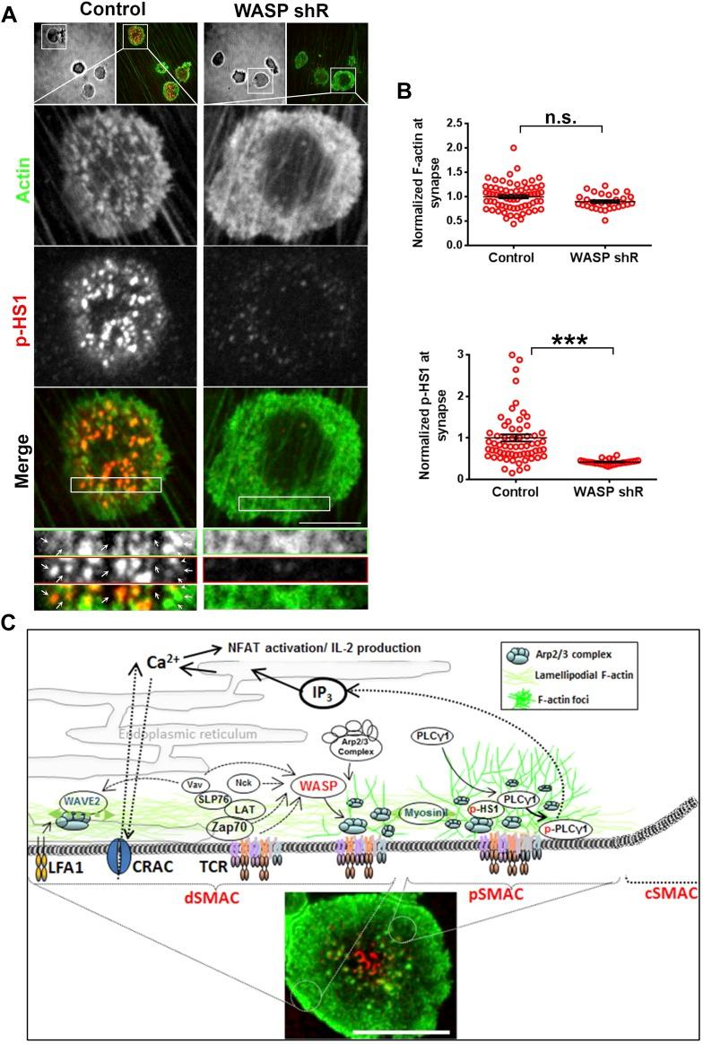 https://cdn.ncbi.nlm.nih.gov/pmc/blobs/c21d/4355629/dc44f968900f/elife04953f007.jpg