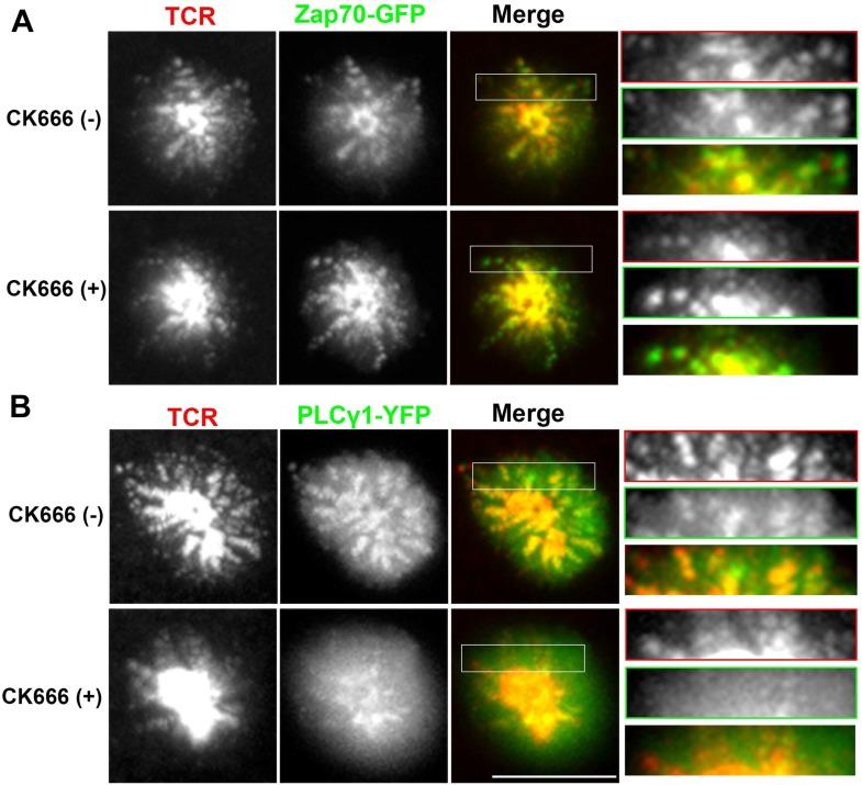https://cdn.ncbi.nlm.nih.gov/pmc/blobs/c21d/4355629/f14b17412cbf/elife04953fs017.jpg