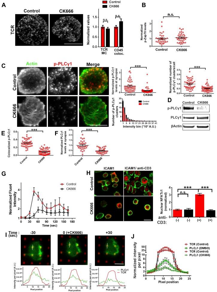 https://cdn.ncbi.nlm.nih.gov/pmc/blobs/c21d/4355629/fa9b103249e3/elife04953f006.jpg