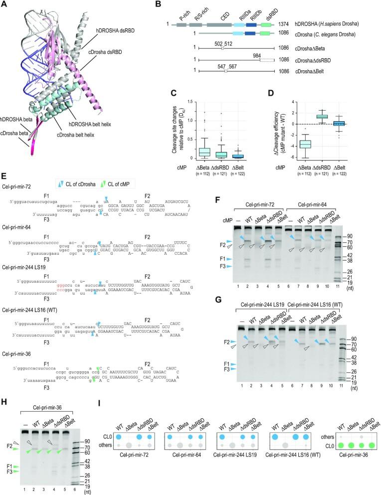 https://cdn.ncbi.nlm.nih.gov/pmc/blobs/c222/9976908/6f7633a633ab/gkac1170fig5.jpg