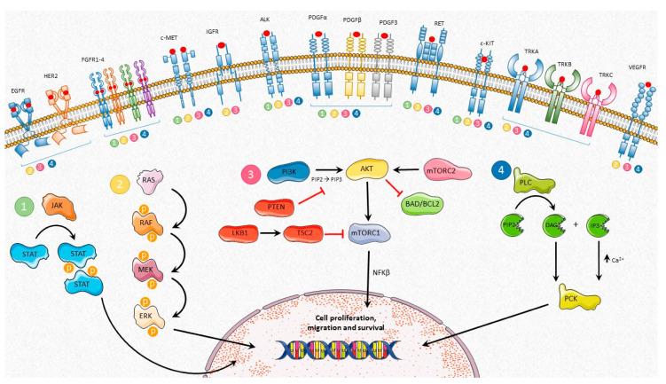 https://cdn.ncbi.nlm.nih.gov/pmc/blobs/c223/7696731/cc23f8549cf1/ijms-21-08529-g001.jpg
