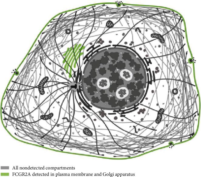 https://cdn.ncbi.nlm.nih.gov/pmc/blobs/c226/8275393/dc2fc6b996e5/BMRI2021-8874578.003.jpg