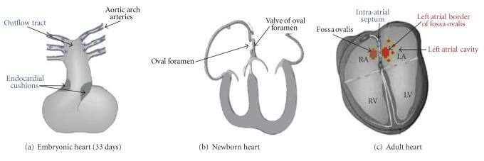 https://cdn.ncbi.nlm.nih.gov/pmc/blobs/c227/3303684/1b3452140c57/JBB2012-823949.004.jpg