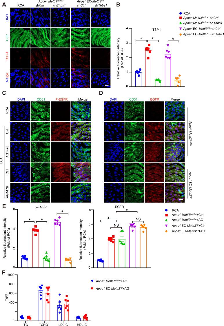 https://cdn.ncbi.nlm.nih.gov/pmc/blobs/c22a/8794471/c897cf480a43/elife-69906-fig7-figsupp1.jpg