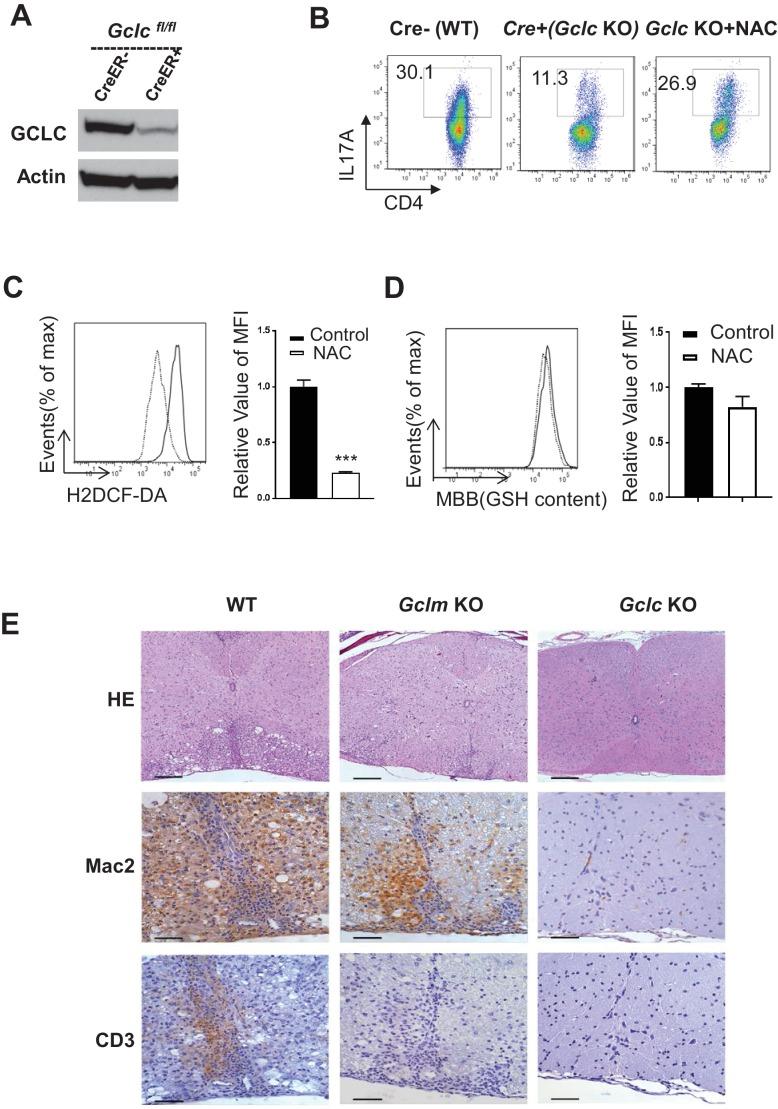 https://cdn.ncbi.nlm.nih.gov/pmc/blobs/c22c/6152796/baf39b158409/elife-36158-fig3-figsupp1.jpg