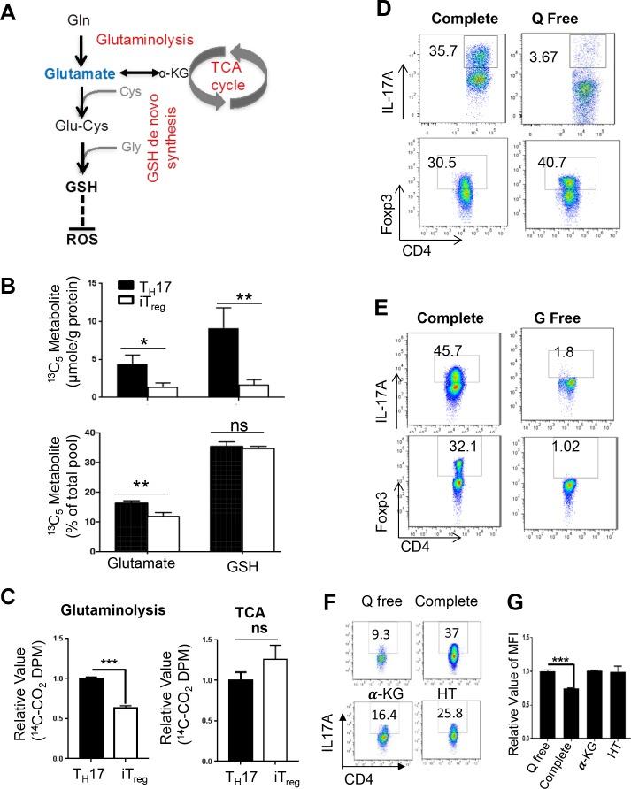 https://cdn.ncbi.nlm.nih.gov/pmc/blobs/c22c/6152796/cea00521eaf3/elife-36158-fig6.jpg