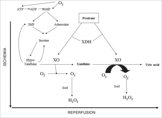 https://cdn.ncbi.nlm.nih.gov/pmc/blobs/c22d/2835914/3a0665f56f22/omcl0205_0259_fig003.jpg