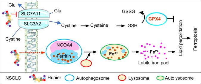 https://cdn.ncbi.nlm.nih.gov/pmc/blobs/c22e/12234692/6e3d16b4163d/41420_2025_2598_Fig6_HTML.jpg