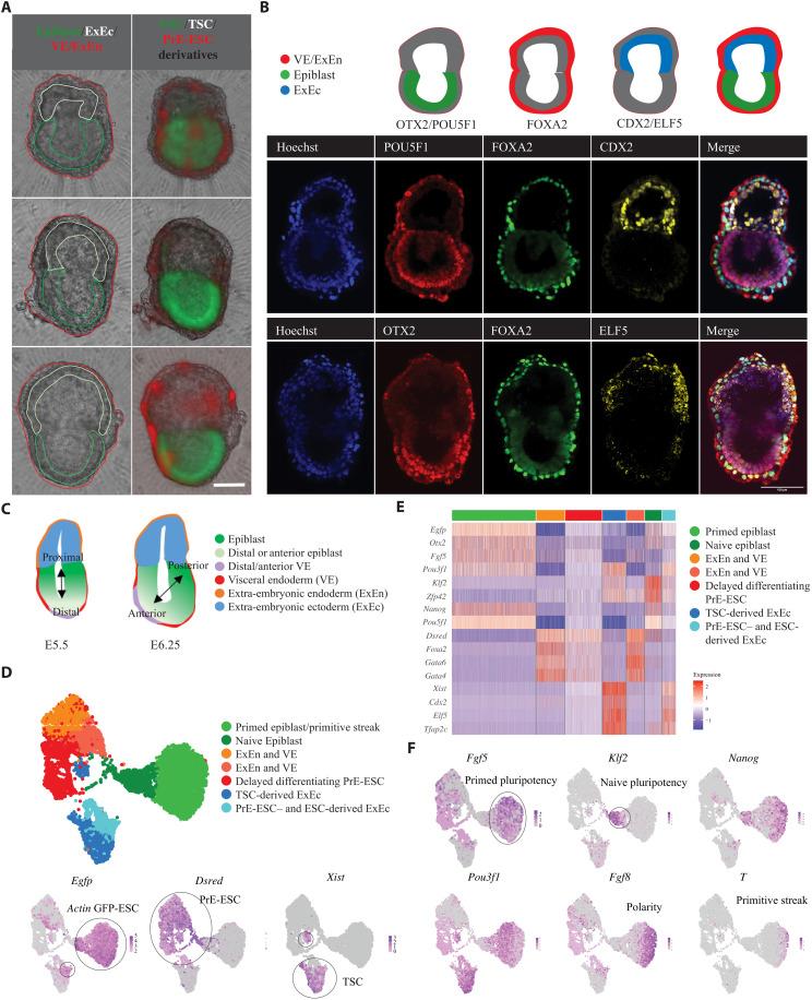 https://cdn.ncbi.nlm.nih.gov/pmc/blobs/c231/9848479/1f58f1094b91/sciadv.add2913-f2.jpg