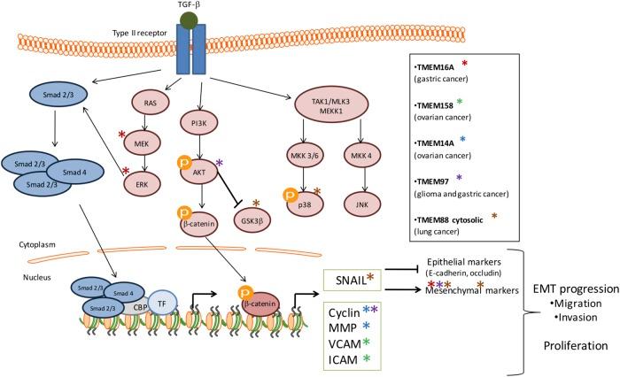 https://cdn.ncbi.nlm.nih.gov/pmc/blobs/c232/6291505/201f374f5379/fphar-09-01345-g001.jpg