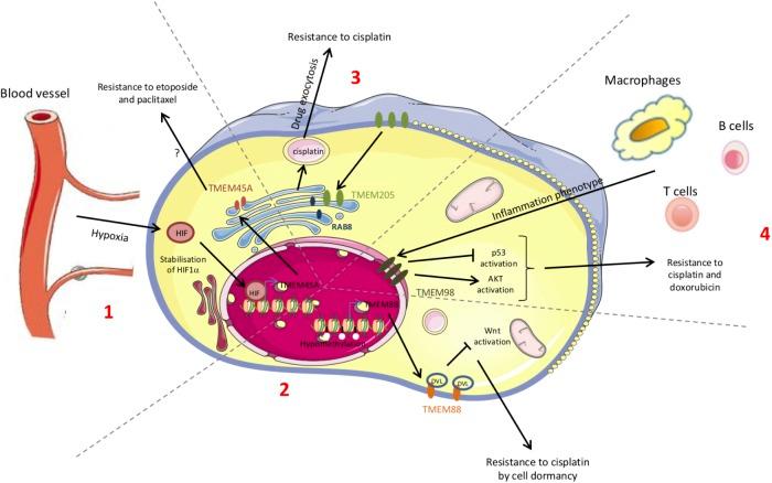 https://cdn.ncbi.nlm.nih.gov/pmc/blobs/c232/6291505/eb445020faca/fphar-09-01345-g002.jpg