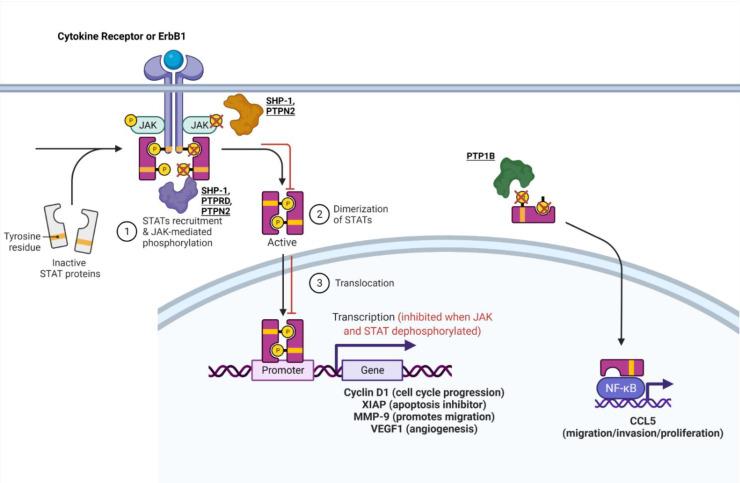 https://cdn.ncbi.nlm.nih.gov/pmc/blobs/c232/8657787/258e8dd4fb60/ijms-22-12865-g001.jpg