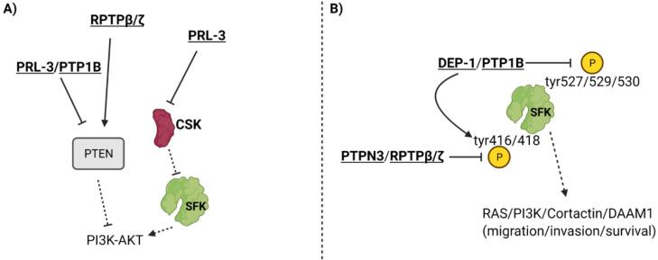 https://cdn.ncbi.nlm.nih.gov/pmc/blobs/c232/8657787/736b9c68aa3a/ijms-22-12865-g002.jpg