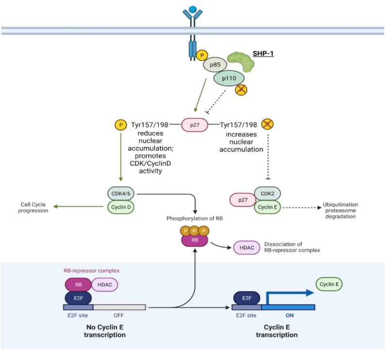 https://cdn.ncbi.nlm.nih.gov/pmc/blobs/c232/8657787/7b2007cb24de/ijms-22-12865-g004.jpg