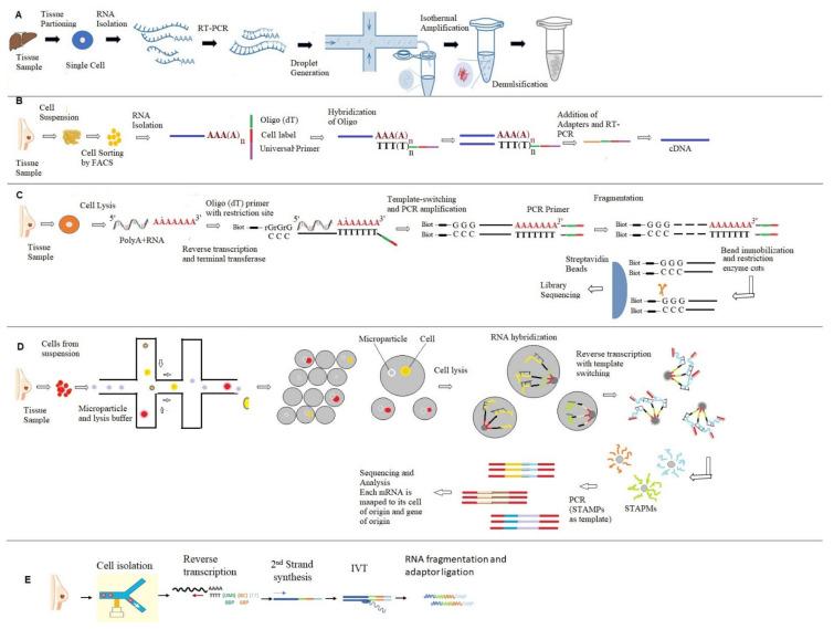 https://cdn.ncbi.nlm.nih.gov/pmc/blobs/c232/8955933/e5f1a6b5838e/ijms-23-03042-g003.jpg