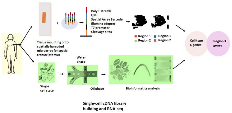 https://cdn.ncbi.nlm.nih.gov/pmc/blobs/c232/8955933/e609eea9fa81/ijms-23-03042-g004.jpg