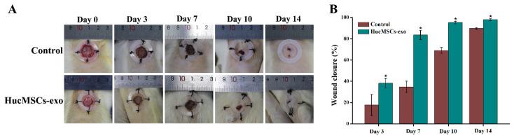 https://cdn.ncbi.nlm.nih.gov/pmc/blobs/c232/9498995/c2d86b27e37a/ijms-23-10421-g003.jpg