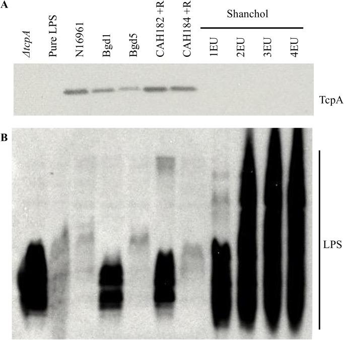 https://cdn.ncbi.nlm.nih.gov/pmc/blobs/c234/5383245/3c5330fa828a/pone.0175170.g001.jpg