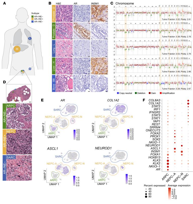 https://cdn.ncbi.nlm.nih.gov/pmc/blobs/c235/12321404/9998c1e38ca5/jci-135-186599-g061.jpg