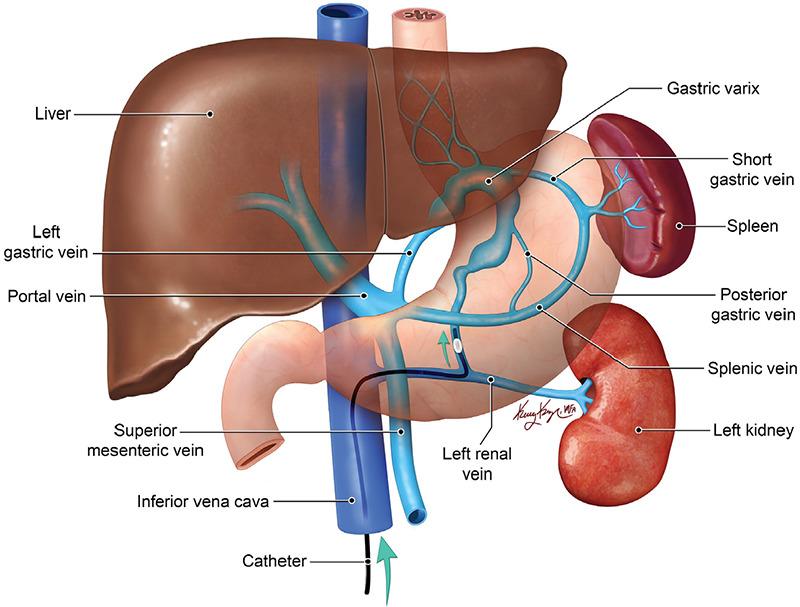 https://cdn.ncbi.nlm.nih.gov/pmc/blobs/c237/10679599/59c0498b60a3/DIR-29-146-g4.jpg