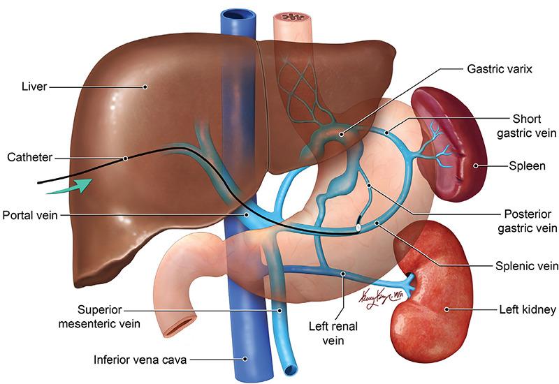 https://cdn.ncbi.nlm.nih.gov/pmc/blobs/c237/10679599/5d478700b9f1/DIR-29-146-g7.jpg