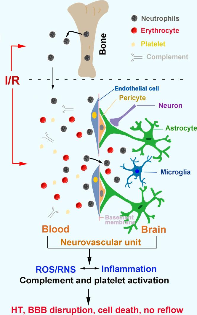https://cdn.ncbi.nlm.nih.gov/pmc/blobs/c237/11420919/6814770b13ab/svn-2023-002671f02.jpg