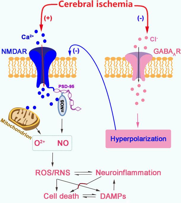 https://cdn.ncbi.nlm.nih.gov/pmc/blobs/c237/11420919/c4b3d7f0eb90/svn-2023-002671f01.jpg