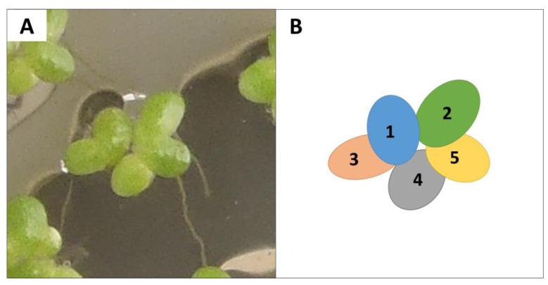 https://cdn.ncbi.nlm.nih.gov/pmc/blobs/c23a/10004846/802f4c628e39/plants-12-01104-g004.jpg