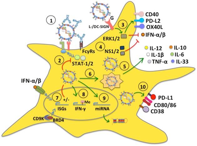https://cdn.ncbi.nlm.nih.gov/pmc/blobs/c23b/6478035/4037bfedd3f1/fimmu-10-00810-g0002.jpg