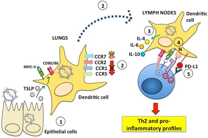 https://cdn.ncbi.nlm.nih.gov/pmc/blobs/c23b/6478035/fbdc3c2a7ade/fimmu-10-00810-g0003.jpg