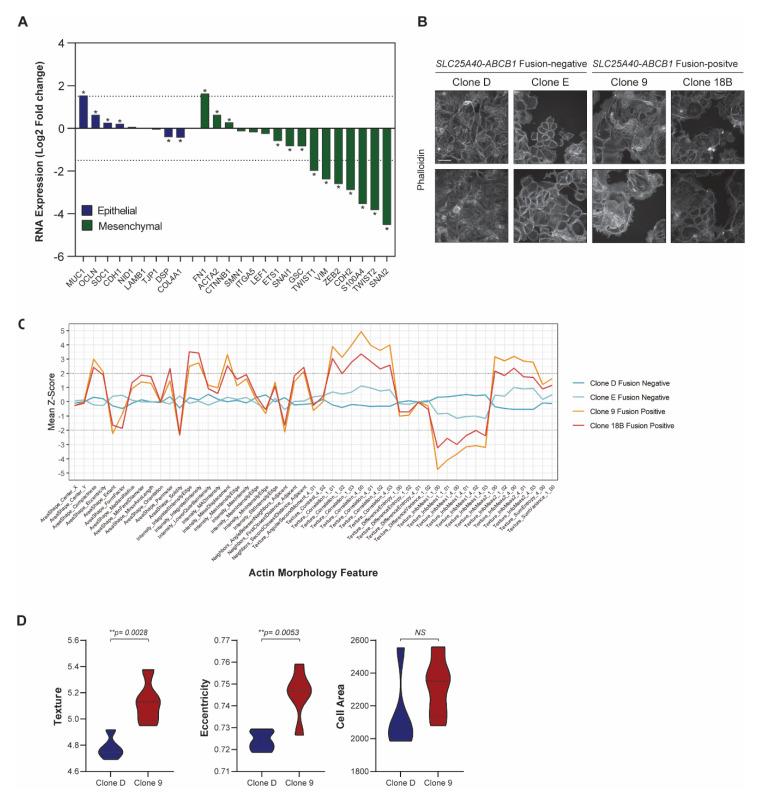 https://cdn.ncbi.nlm.nih.gov/pmc/blobs/c23c/8616176/5119f0655e2b/cancers-13-05644-g004.jpg