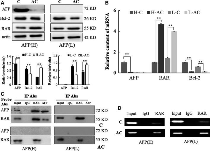 https://cdn.ncbi.nlm.nih.gov/pmc/blobs/c23d/7753843/21b7bd2a0924/JCMM-24-13804-g005.jpg