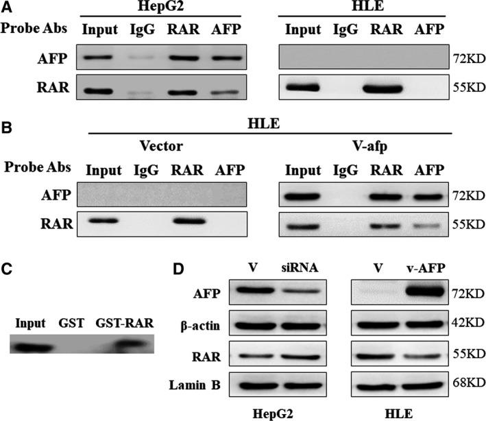 https://cdn.ncbi.nlm.nih.gov/pmc/blobs/c23d/7753843/e90d8fdfd163/JCMM-24-13804-g002.jpg