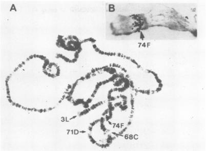https://cdn.ncbi.nlm.nih.gov/pmc/blobs/c242/557336/3d520157b7b8/emboj00306-0038-a.jpg