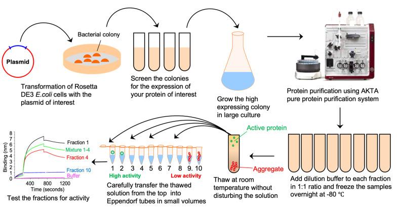 https://cdn.ncbi.nlm.nih.gov/pmc/blobs/c243/9411011/ee4c92037724/BioProtoc-12-15-4483-ga001.jpg