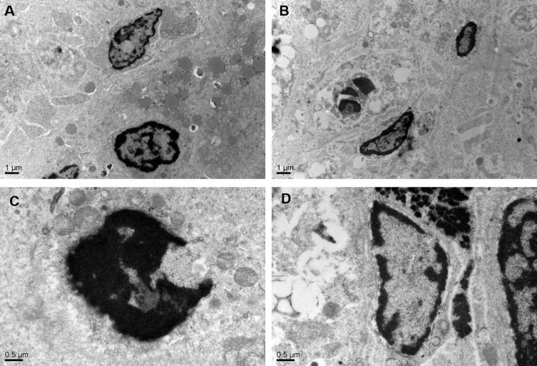 https://cdn.ncbi.nlm.nih.gov/pmc/blobs/c246/6898996/645d96e41494/IJN-14-9453-g0009.jpg