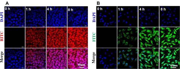 https://cdn.ncbi.nlm.nih.gov/pmc/blobs/c246/6898996/b1ef64facd68/IJN-14-9453-g0004.jpg