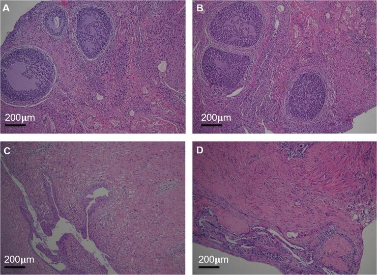 https://cdn.ncbi.nlm.nih.gov/pmc/blobs/c246/6898996/feeedc3d7e13/IJN-14-9453-g0008.jpg